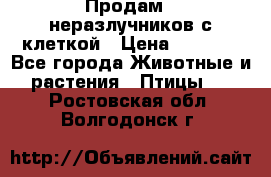 Продам 2 неразлучников с клеткой › Цена ­ 2 500 - Все города Животные и растения » Птицы   . Ростовская обл.,Волгодонск г.